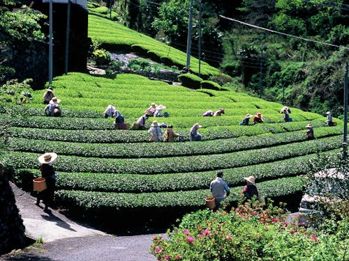 新宮の茶摘み風景
