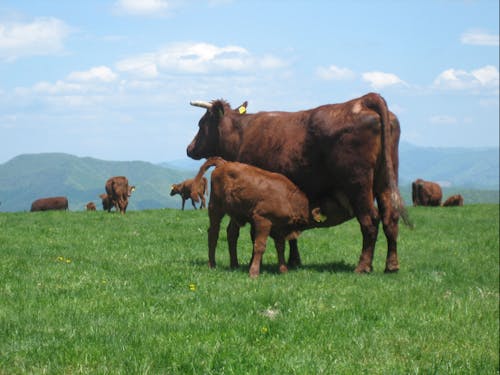 短角牛は放牧地で自然交配し、冬の間に牛舎で出産する、とても貴重な方式です