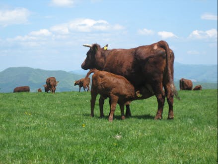 短角牛は放牧地で自然交配し、冬の間に牛舎で出産する、とても貴重な方式です