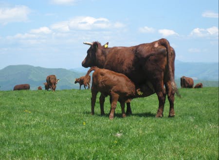 短角牛は放牧地で自然交配し、冬の間に牛舎で出産する、とても貴重な方式です