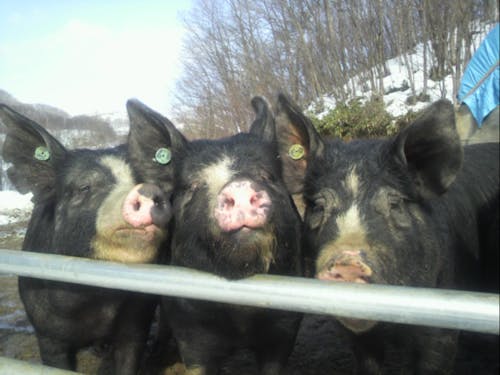 今回は牛に関する募集ですが、岩泉町には黒豚を育てる、養豚農家もいらっしゃいます