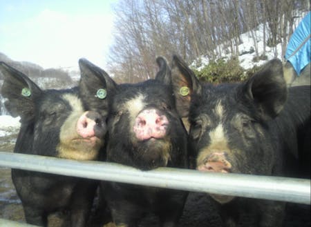 今回は牛に関する募集ですが、岩泉町には黒豚を育てる、養豚農家もいらっしゃいます