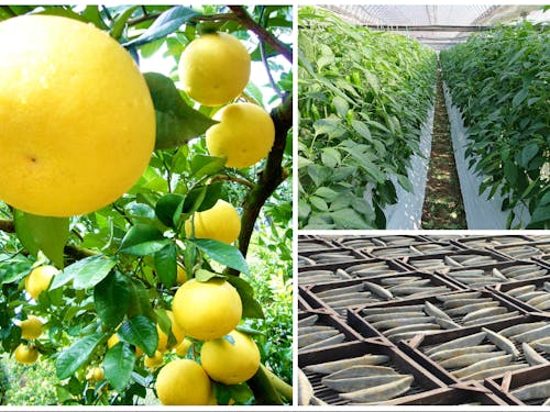 特産品の文旦・ピーマン・鰹節