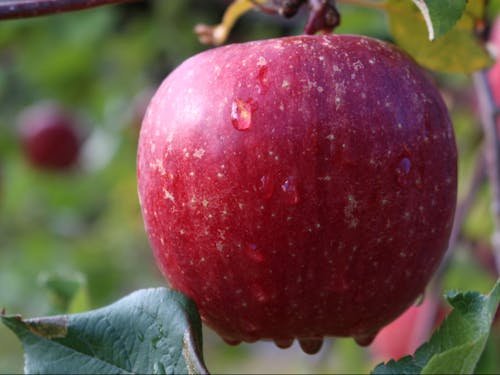 日光を浴びて、真っ赤になっていきます。