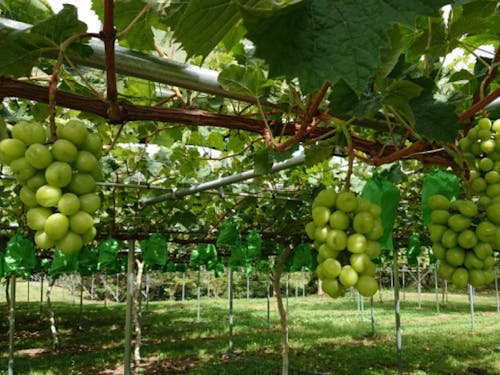 シャインマスカットや梨、ブルーベリーも盛んです!