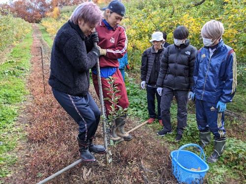 リンゴ農家での作業風景