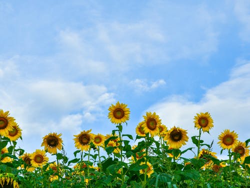 夏にはひまわりロードフェスタを開催（むつみ地域）