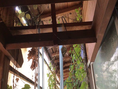 天井から草木が侵入している家もあります。