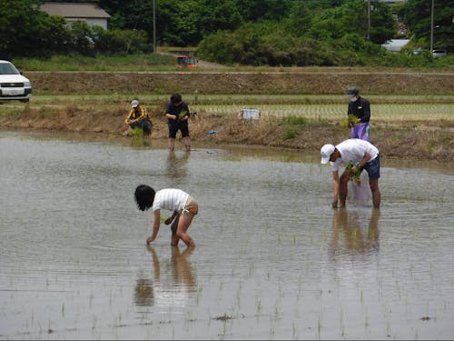 田植え体験