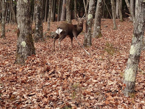 山深い谷なので、シカやイノシシも身近にいます