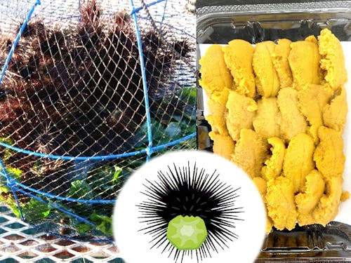 特産のブロッコリーの茎を餌にしたガンガゼ養殖(ウニッコリー)