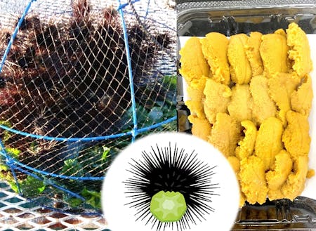 特産のブロッコリーの茎を餌にしたガンガゼ養殖(ウニッコリー)