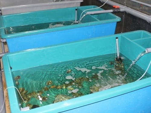 1つの水槽には200匹のアワビが元気に育っています