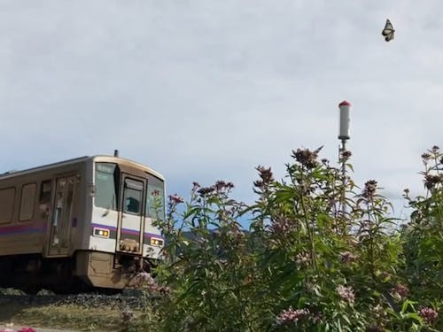 キハ１２０形気動車とアサギマダラと