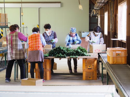 野菜の選果作業の様子