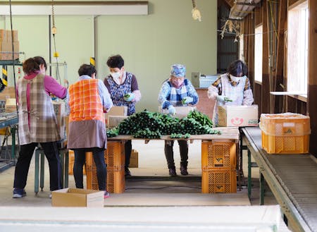 野菜の選果作業の様子