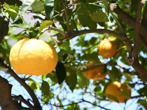 萩といえば夏みかん?!