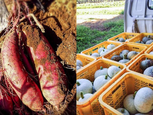 収穫野菜を現物報酬!