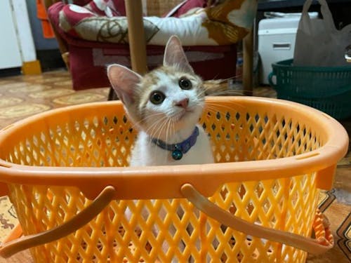 うちのアイドルです