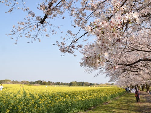 春には花まつりが開催されます!