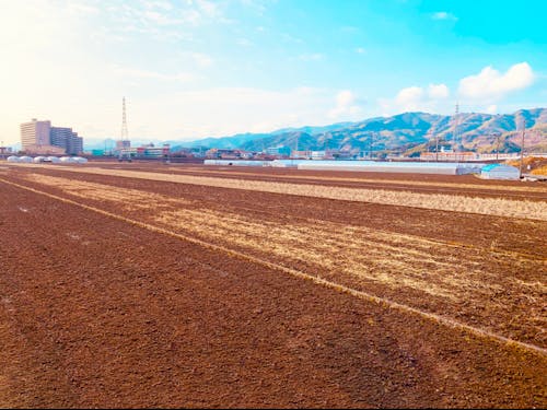 2700坪の大麦栽培地