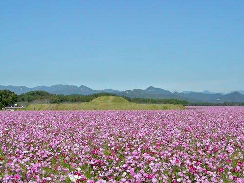 ひまわりの後はコスモスの絨毯が広がります。