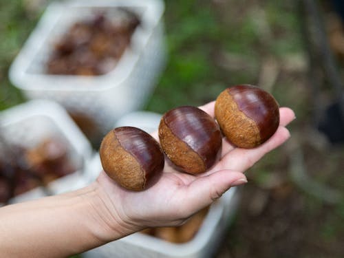 栗の親とも言われる「岸根栗」、その大きさにみんなびっ栗!