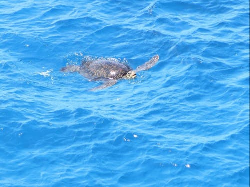 遭遇率ほぼ100%のウミガメ