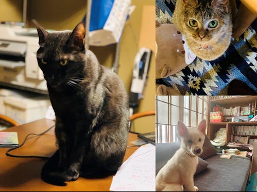 保護猫や保護犬も住民として滞在しています！