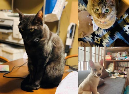 保護猫や保護犬も住民として滞在しています!