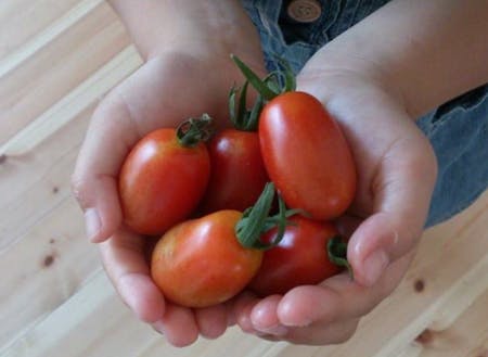家庭菜園で採れたミニトマト。夏場はスーパーで買う必要がないほど。