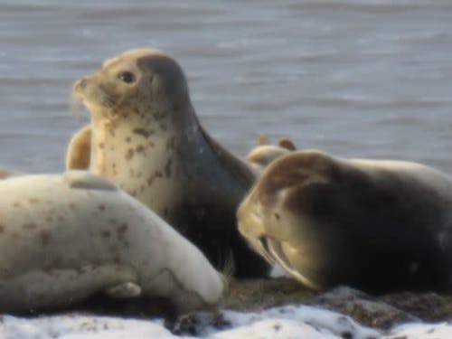 あざららしもいます!