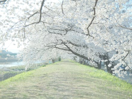 大槌町の桜の名所