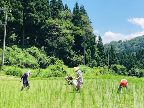 【自然栽培の米作り体験】なるべく機械を使わず皆で協力してお米を作る