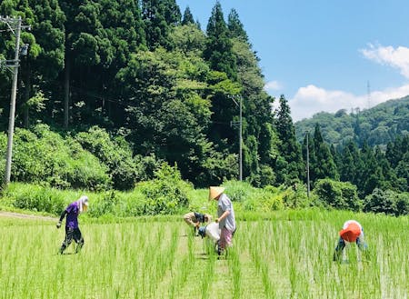 【自然栽培の米作り体験】なるべく機械を使わず皆で協力してお米を作る