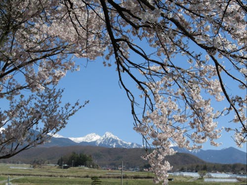 八ヶ岳と桜