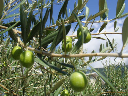 オリーブ園もすぐ近くに♬ ©(一社)小豆島観光協会