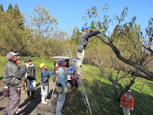 剪定講習会の様子(栗)