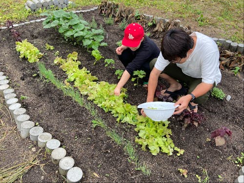 家庭菜園。サニーレタス収穫中。