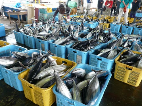 カツオの競り。大量のカツオが水揚げされる様子は圧巻。