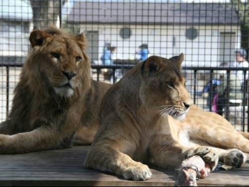 桐生市には無料の動物園があり子育て層にも人気