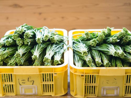 やわらかくて、歯切れがよい自慢のニラ