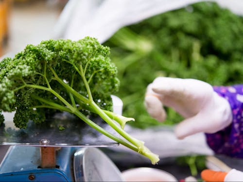 さわやかな香味が特徴のパセリ
