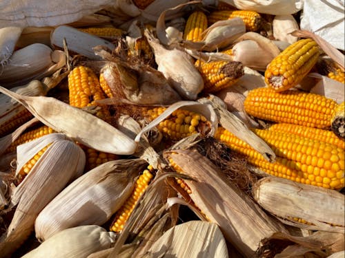 登熟した飼料用トウモロコシ