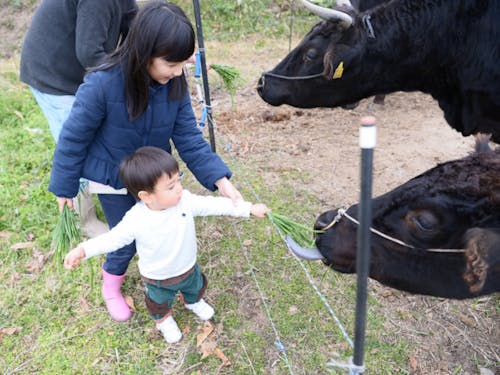 秋穂二島地域で育っている牛