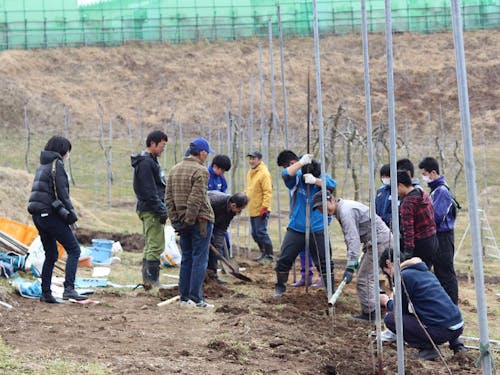 「海の見えるりんご畑」の再生を目指しての市民参加型の植樹会