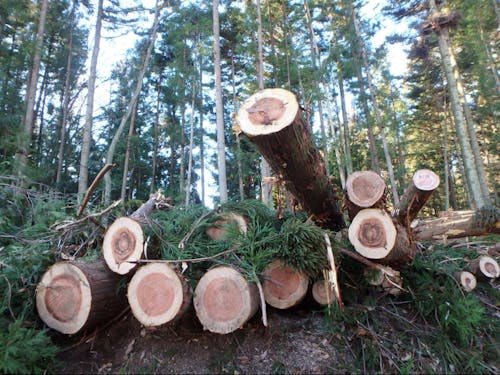 中之条町内山林