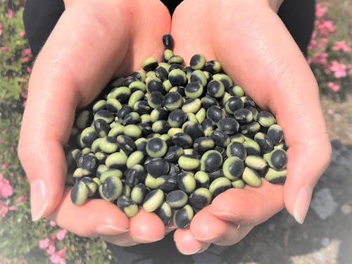 収穫した鞍掛豆