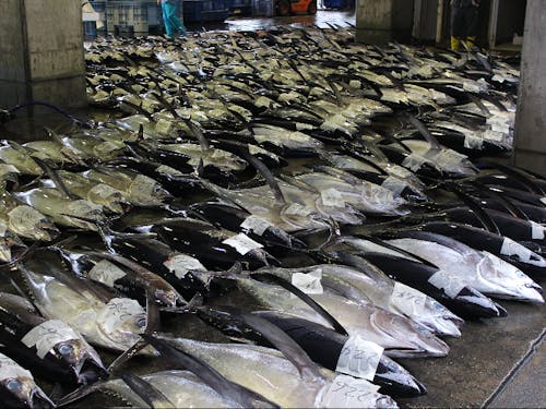 豊富な水揚げがある漁業の町