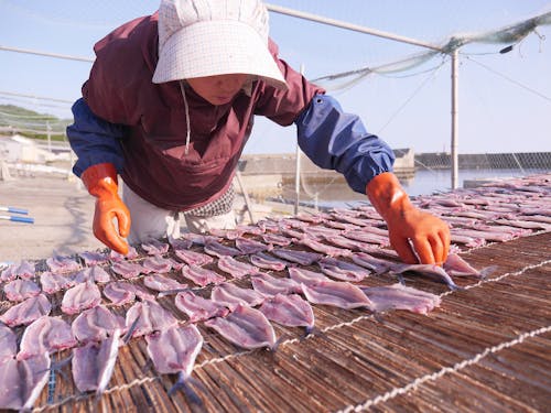 水揚げされた魚を加工品にする体験